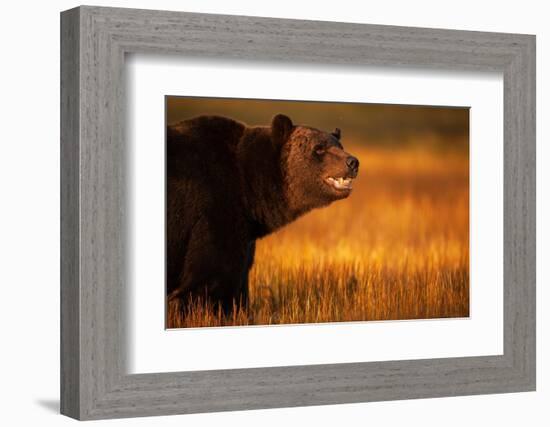 Eurasian brown bear, Kuikka, Kainuu, Finland-Staffan Widstrand-Framed Photographic Print