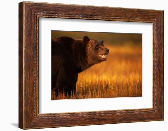 Eurasian brown bear, Kuikka, Kainuu, Finland-Staffan Widstrand-Framed Photographic Print