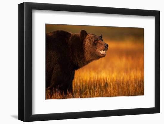 Eurasian brown bear, Kuikka, Kainuu, Finland-Staffan Widstrand-Framed Photographic Print