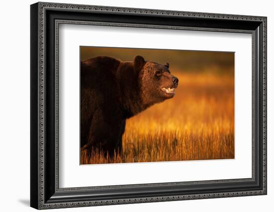 Eurasian brown bear, Kuikka, Kainuu, Finland-Staffan Widstrand-Framed Photographic Print