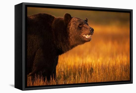Eurasian brown bear, Kuikka, Kainuu, Finland-Staffan Widstrand-Framed Premier Image Canvas