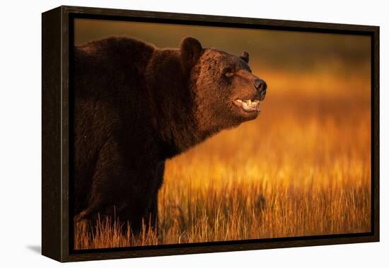 Eurasian brown bear, Kuikka, Kainuu, Finland-Staffan Widstrand-Framed Premier Image Canvas