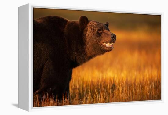 Eurasian brown bear, Kuikka, Kainuu, Finland-Staffan Widstrand-Framed Premier Image Canvas