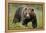 Eurasian Brown Bear Portrait (Ursus Arctos) Suomussalmi, Finland, July 2008-Widstrand-Framed Premier Image Canvas