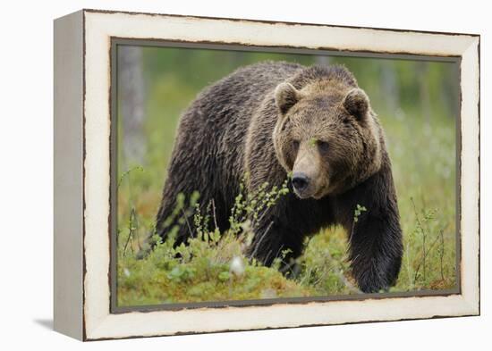 Eurasian Brown Bear Portrait (Ursus Arctos) Suomussalmi, Finland, July 2008-Widstrand-Framed Premier Image Canvas