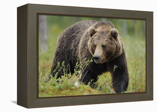 Eurasian Brown Bear Portrait (Ursus Arctos) Suomussalmi, Finland, July 2008-Widstrand-Framed Premier Image Canvas