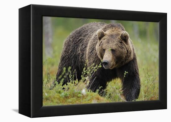 Eurasian Brown Bear Portrait (Ursus Arctos) Suomussalmi, Finland, July 2008-Widstrand-Framed Premier Image Canvas