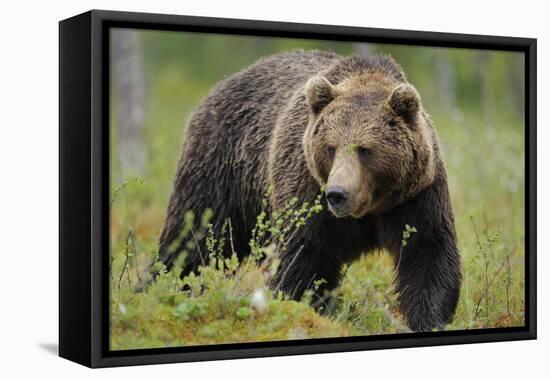 Eurasian Brown Bear Portrait (Ursus Arctos) Suomussalmi, Finland, July 2008-Widstrand-Framed Premier Image Canvas