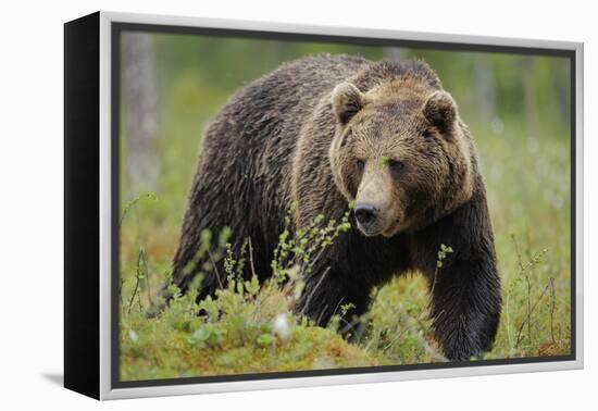 Eurasian Brown Bear Portrait (Ursus Arctos) Suomussalmi, Finland, July 2008-Widstrand-Framed Premier Image Canvas