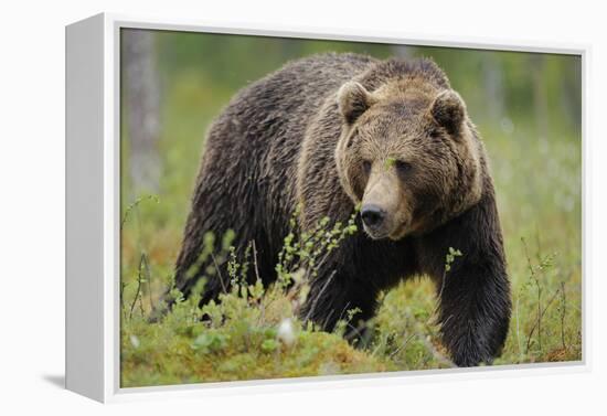 Eurasian Brown Bear Portrait (Ursus Arctos) Suomussalmi, Finland, July 2008-Widstrand-Framed Premier Image Canvas