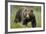 Eurasian Brown Bear Portrait (Ursus Arctos) Suomussalmi, Finland, July 2008-Widstrand-Framed Photographic Print