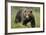 Eurasian Brown Bear Portrait (Ursus Arctos) Suomussalmi, Finland, July 2008-Widstrand-Framed Photographic Print