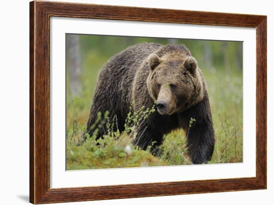 Eurasian Brown Bear Portrait (Ursus Arctos) Suomussalmi, Finland, July 2008-Widstrand-Framed Photographic Print