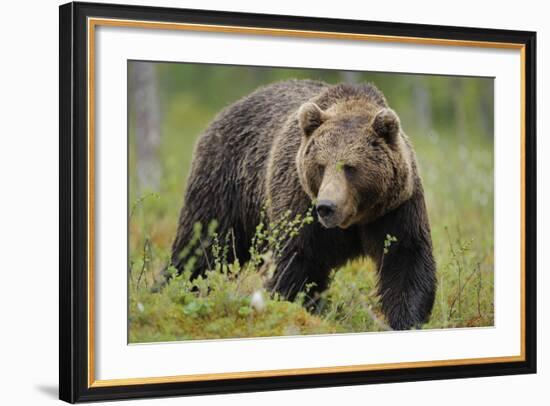 Eurasian Brown Bear Portrait (Ursus Arctos) Suomussalmi, Finland, July 2008-Widstrand-Framed Photographic Print