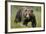 Eurasian Brown Bear Portrait (Ursus Arctos) Suomussalmi, Finland, July 2008-Widstrand-Framed Photographic Print