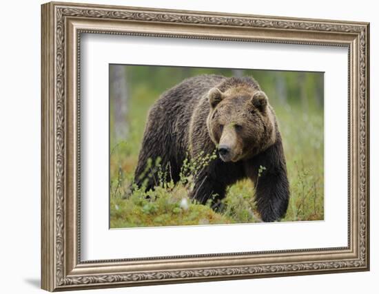 Eurasian Brown Bear Portrait (Ursus Arctos) Suomussalmi, Finland, July 2008-Widstrand-Framed Photographic Print