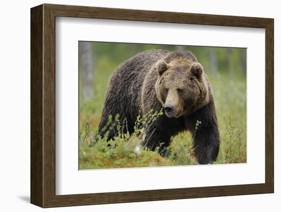 Eurasian Brown Bear Portrait (Ursus Arctos) Suomussalmi, Finland, July 2008-Widstrand-Framed Photographic Print