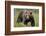 Eurasian Brown Bear Portrait (Ursus Arctos) Suomussalmi, Finland, July 2008-Widstrand-Framed Photographic Print