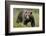 Eurasian Brown Bear Portrait (Ursus Arctos) Suomussalmi, Finland, July 2008-Widstrand-Framed Photographic Print