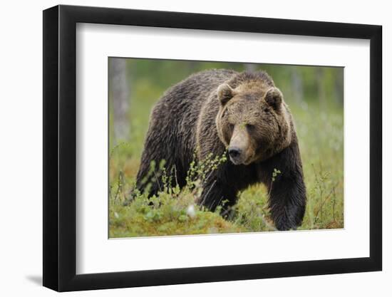 Eurasian Brown Bear Portrait (Ursus Arctos) Suomussalmi, Finland, July 2008-Widstrand-Framed Photographic Print