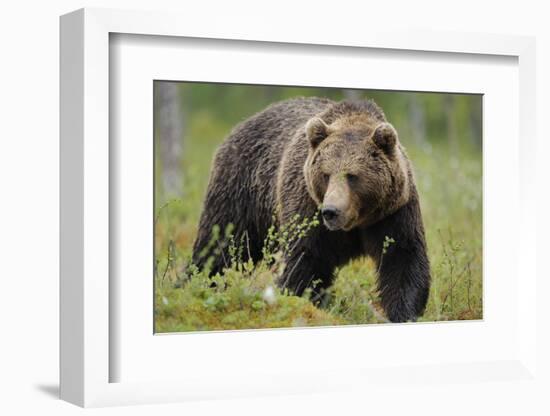 Eurasian Brown Bear Portrait (Ursus Arctos) Suomussalmi, Finland, July 2008-Widstrand-Framed Photographic Print