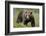 Eurasian Brown Bear Portrait (Ursus Arctos) Suomussalmi, Finland, July 2008-Widstrand-Framed Photographic Print