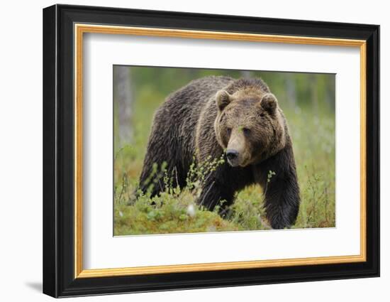 Eurasian Brown Bear Portrait (Ursus Arctos) Suomussalmi, Finland, July 2008-Widstrand-Framed Photographic Print