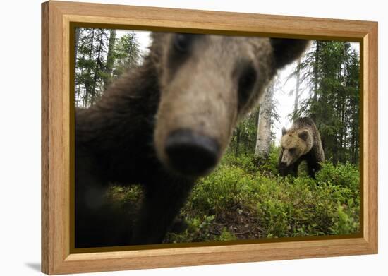 Eurasian Brown Bear (Ursus Arctos) Close Up of Nose While Investigates Remote Camera, Finland-Widstrand-Framed Premier Image Canvas