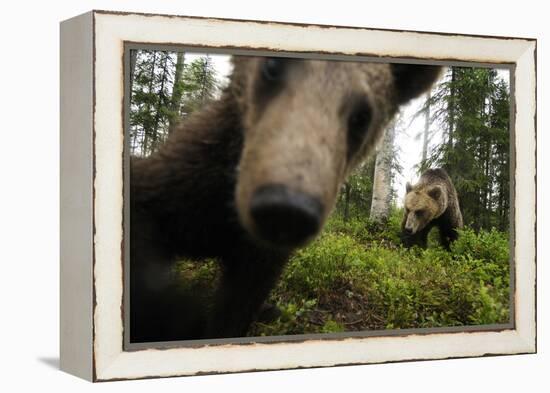 Eurasian Brown Bear (Ursus Arctos) Close Up of Nose While Investigates Remote Camera, Finland-Widstrand-Framed Premier Image Canvas