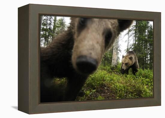 Eurasian Brown Bear (Ursus Arctos) Close Up of Nose While Investigates Remote Camera, Finland-Widstrand-Framed Premier Image Canvas