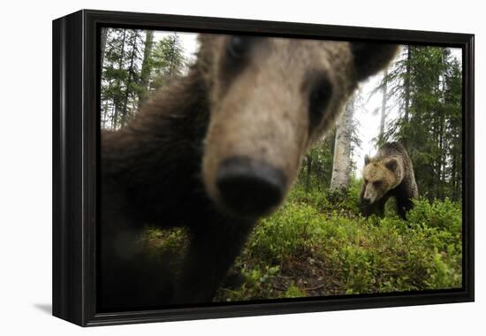Eurasian Brown Bear (Ursus Arctos) Close Up of Nose While Investigates Remote Camera, Finland-Widstrand-Framed Premier Image Canvas