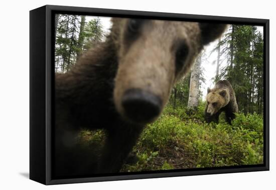 Eurasian Brown Bear (Ursus Arctos) Close Up of Nose While Investigates Remote Camera, Finland-Widstrand-Framed Premier Image Canvas