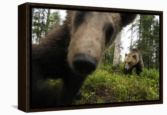 Eurasian Brown Bear (Ursus Arctos) Close Up of Nose While Investigates Remote Camera, Finland-Widstrand-Framed Premier Image Canvas