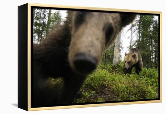 Eurasian Brown Bear (Ursus Arctos) Close Up of Nose While Investigates Remote Camera, Finland-Widstrand-Framed Premier Image Canvas