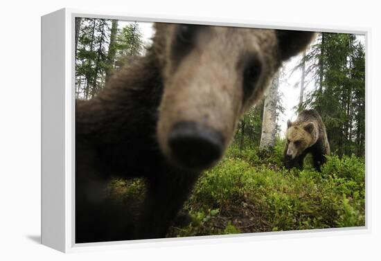 Eurasian Brown Bear (Ursus Arctos) Close Up of Nose While Investigates Remote Camera, Finland-Widstrand-Framed Premier Image Canvas