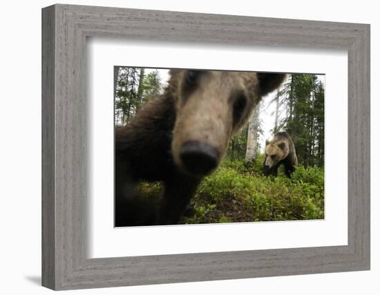 Eurasian Brown Bear (Ursus Arctos) Close Up of Nose While Investigates Remote Camera, Finland-Widstrand-Framed Photographic Print