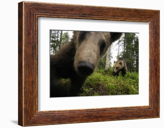 Eurasian Brown Bear (Ursus Arctos) Close Up of Nose While Investigates Remote Camera, Finland-Widstrand-Framed Photographic Print