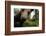 Eurasian Brown Bear (Ursus Arctos) Close Up of Nose While Investigates Remote Camera, Finland-Widstrand-Framed Photographic Print