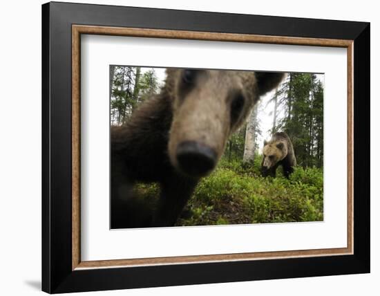 Eurasian Brown Bear (Ursus Arctos) Close Up of Nose While Investigates Remote Camera, Finland-Widstrand-Framed Photographic Print