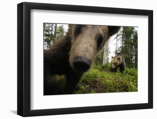 Eurasian Brown Bear (Ursus Arctos) Close Up of Nose While Investigates Remote Camera, Finland-Widstrand-Framed Photographic Print