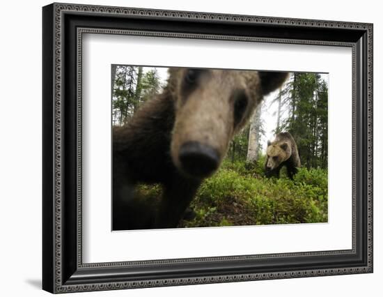 Eurasian Brown Bear (Ursus Arctos) Close Up of Nose While Investigates Remote Camera, Finland-Widstrand-Framed Photographic Print