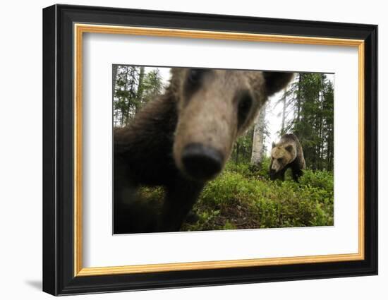 Eurasian Brown Bear (Ursus Arctos) Close Up of Nose While Investigates Remote Camera, Finland-Widstrand-Framed Photographic Print