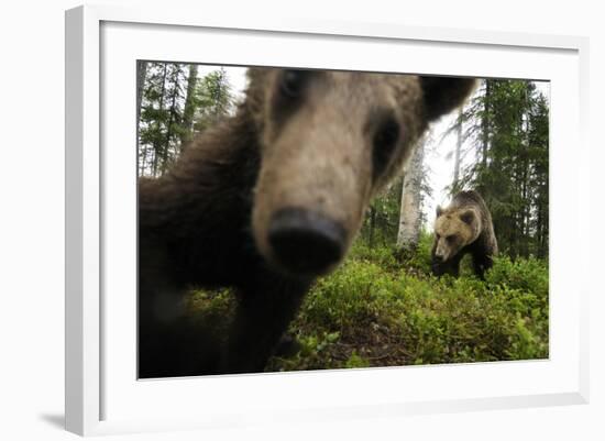 Eurasian Brown Bear (Ursus Arctos) Close Up of Nose While Investigates Remote Camera, Finland-Widstrand-Framed Photographic Print