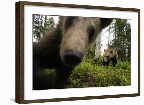 Eurasian Brown Bear (Ursus Arctos) Close Up of Nose While Investigates Remote Camera, Finland-Widstrand-Framed Photographic Print