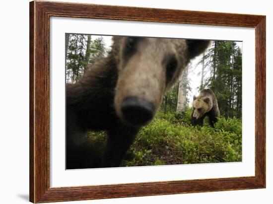 Eurasian Brown Bear (Ursus Arctos) Close Up of Nose While Investigates Remote Camera, Finland-Widstrand-Framed Photographic Print