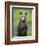 Eurasian Brown Bear (Ursus Arctos) Cub Portrait, Suomussalmi, Finland, July 2008-Widstrand-Framed Photographic Print