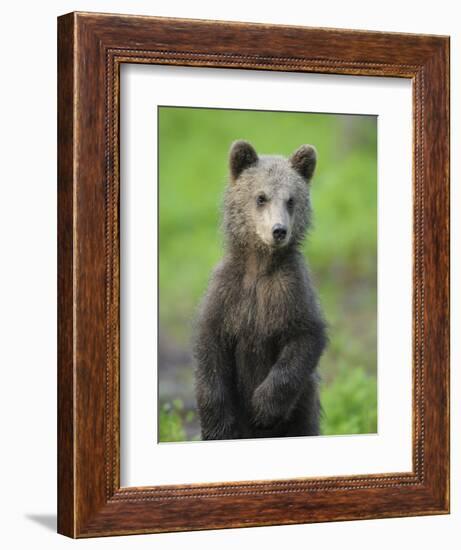 Eurasian Brown Bear (Ursus Arctos) Cub Portrait, Suomussalmi, Finland, July 2008-Widstrand-Framed Photographic Print