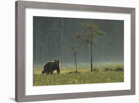 Eurasian Brown Bear (Ursus Arctos) in Early Evening, Kuhmo, Finland, July 2008-Widstrand-Framed Photographic Print