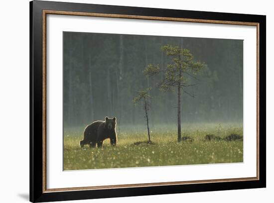 Eurasian Brown Bear (Ursus Arctos) in Early Evening, Kuhmo, Finland, July 2008-Widstrand-Framed Photographic Print
