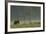 Eurasian Brown Bear (Ursus Arctos) in Early Evening, Kuhmo, Finland, July 2008-Widstrand-Framed Photographic Print